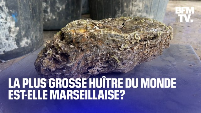 Avec 2,360 kilos, la plus grosse huître du monde est-elle marseillaise?