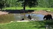 Playful Bear Cubs Swim in Backyard Pond
