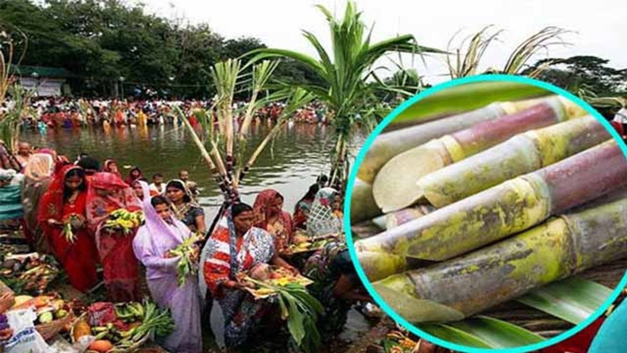 Chhath Puja 2023 :छठ पूजा में गन्ना क्यों जरुरी होता है | Chhath Puja me Ganna Kyu Hai Jaruri |