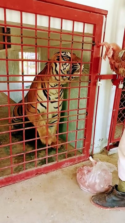 funny | funny video | funny  videos 2023 | funny video download | funny videos short | funny videos for kids | funny video clips | funny videos 2023 tiktok | funny videos 2022 |  funny videos youtube