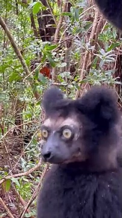 Lemur Sings A Beautiful Song