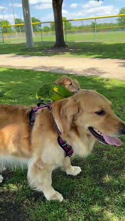 Bird Rides Its Mighty Steed