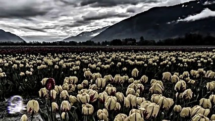 3 Historias De Terror Vol. 103 (Relatos De Horror)