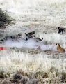 GANGWARS   in WILDLIFE Battle of Animal Kingdom LIONS vs HYENAS Savage Fight