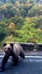 Los ocupantes de un vehículo se encuentran un oso en Caboalles en León