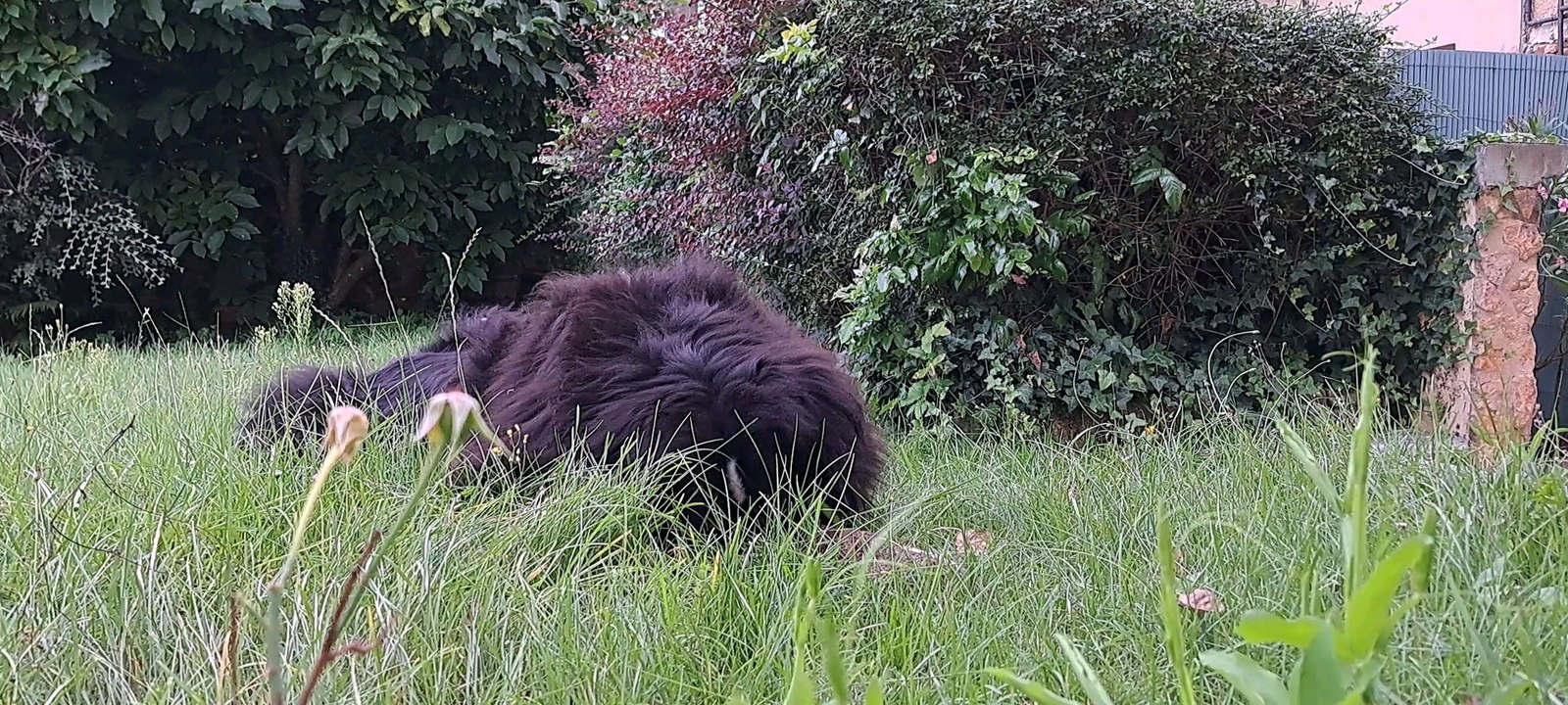 Obé herbe chez maman