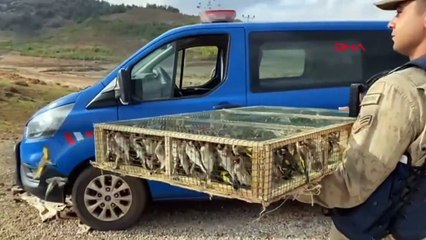 Hassa'da 4 Bin Saka Kuşu Ele Geçirildi