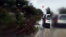 Antalya'da şiddetli rüzgar ağaçları devirdi, karayolunda trafik aksadı