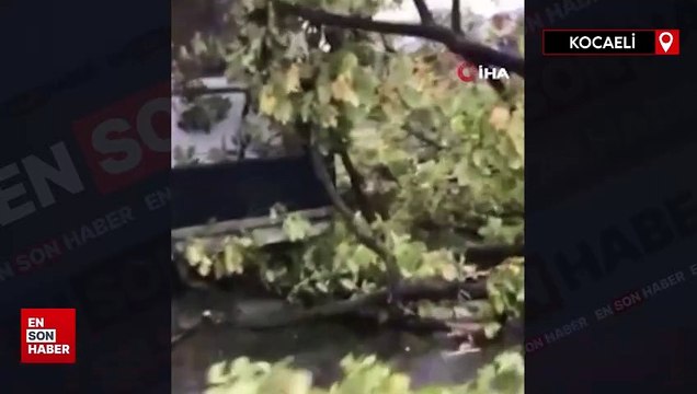 Kocaeli'de şiddetli rüzgar ağacı kökünden söktü