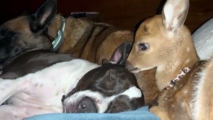 A Cuddle Pile Of Cute Companions