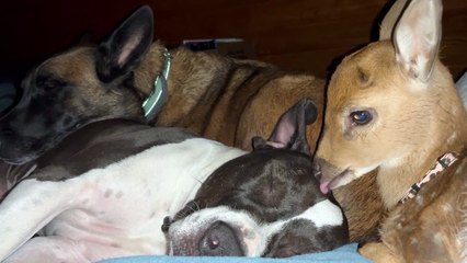 A Cuddle Pile Of Cute Companions