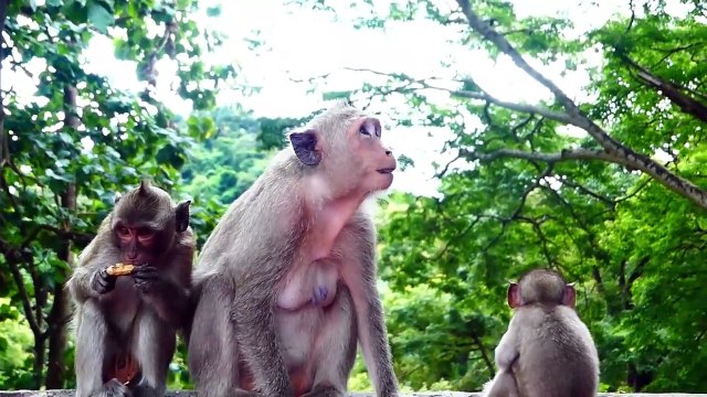 Chamon monkey bite his daughter Monika, Monika try hard to remove out from Chamon