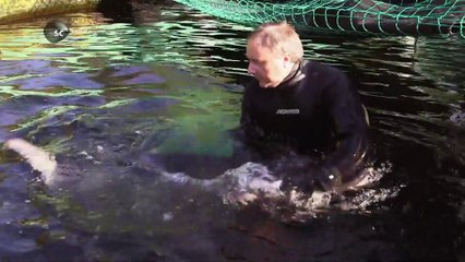 09. Let them eat caviar - Black caviar, Potato Casserole, Risotto Balls, Icewine Truffle