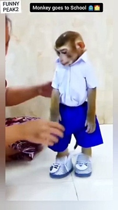 Monkey Goes to School 