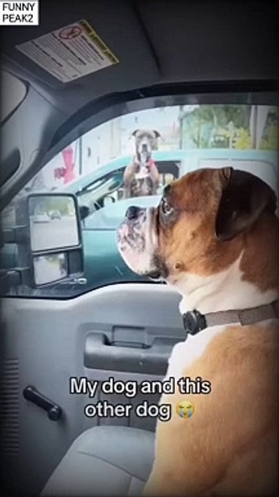 When your Dog is the Boss