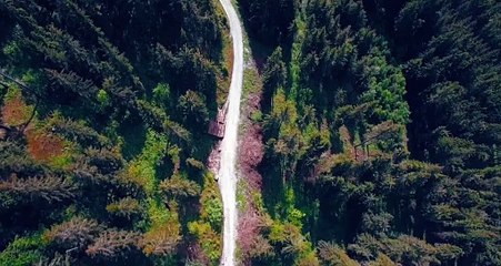 Forest road drone view Stock video.