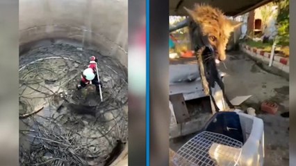 Aydın'da su deposuna düşen tilki itfaiyeciler tarafından kurtarıldı