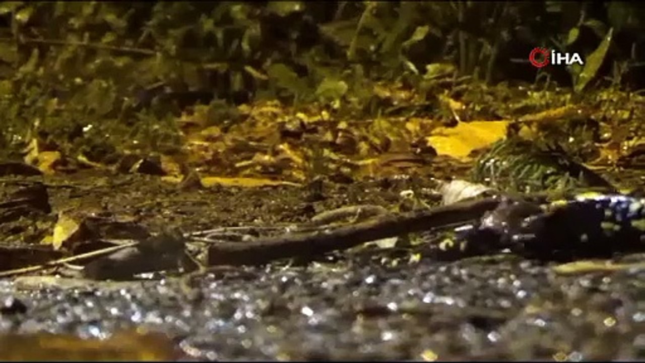 Nesli tükenmek üzere! Orada görüntülendi
