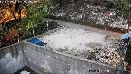 Köye inen ayılar ve kurtlar kamerada