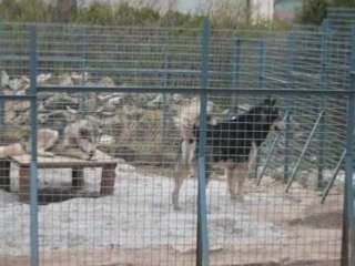 Les chiens ds l'enclos