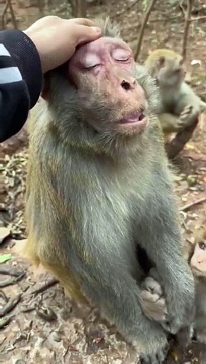 Monkey masag 
