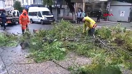 AVCILAR'DA AĞAÇ OTOMOBİLİN ÜZERİNE DEVRİLDİ