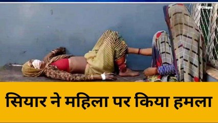 बांदा: सियार के हमले से महिला गंभीर रूप से घायल, जिला अस्पताल रेफर