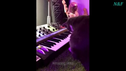 Funniest Cats Videos, The Siliest, Cutest And Funniest Cats 60