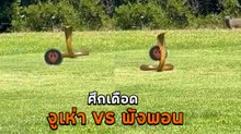 ศึกเดือด งูเห่า Vs. พังพอน เมื่อฝ่ายหนึ่งสู้ไม่ไหว สกิลหนีน่าทึ่งเลยถูกงัดมาใช้