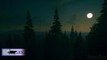 Night-Time Forest In Moonlight | Night Forest Ambient Sound