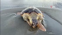 Ölü caretta caretta sahile vurdu