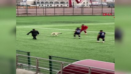 Serhat Ardahanspor ile Rize Özel İdarespor Arasındaki Maçta Köpekler Sahaya Girdi