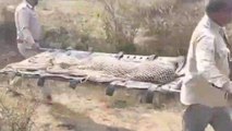 पना: शिकारी के फंदे में ऐसे फंसा तेंदुआ, देखें रेस्क्यू