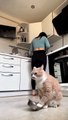 Amazing activity of cats