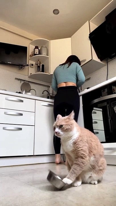 Amazing activity of cats