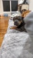 Buggy The Bulldog Can’t Work The Couch