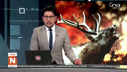 Animales se ven afectados por los incendios