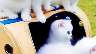 beautifull blue eyes cat