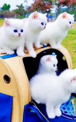 beautifull blue eyes cat