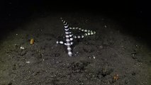 Striped Eels Swim To Make New Eels