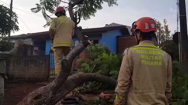 Queda de árvore no Cascavel Velho mobiliza Corpo de Bombeiros