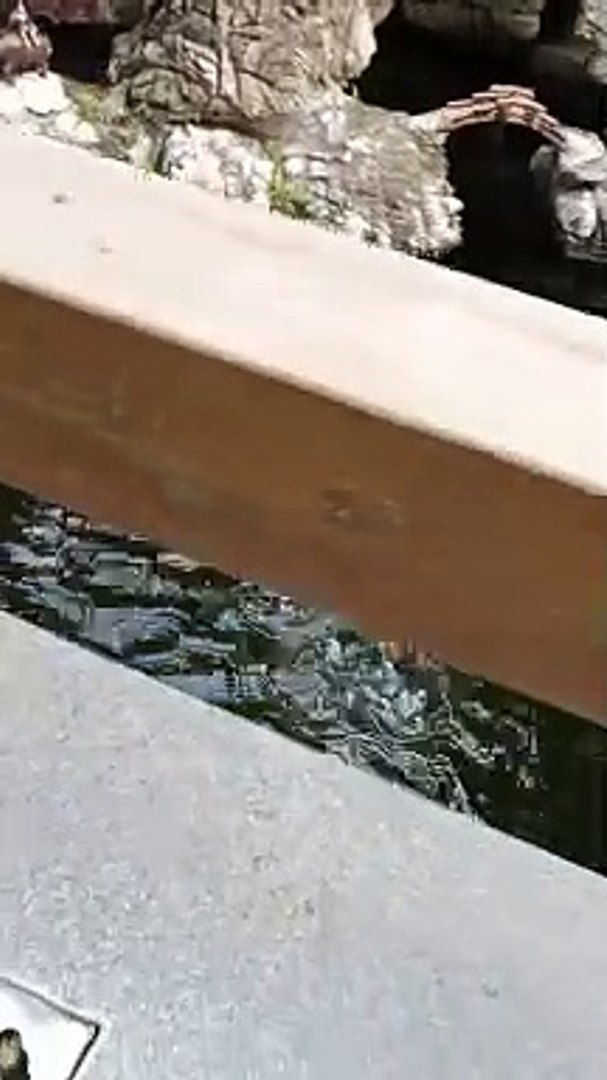 ⁣Turtle Running In Very Fast Speed for Water | Animals Funny Reactions | Animals Funny Moments #pets 