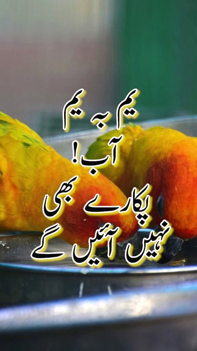 Urdu Hindi Poetry || Udas Poetry || Poetry || Weird Stories