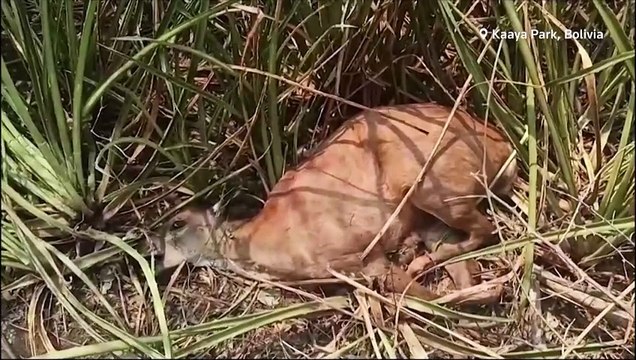 Bolivian Amazon wildfires scorch forests, kill animals