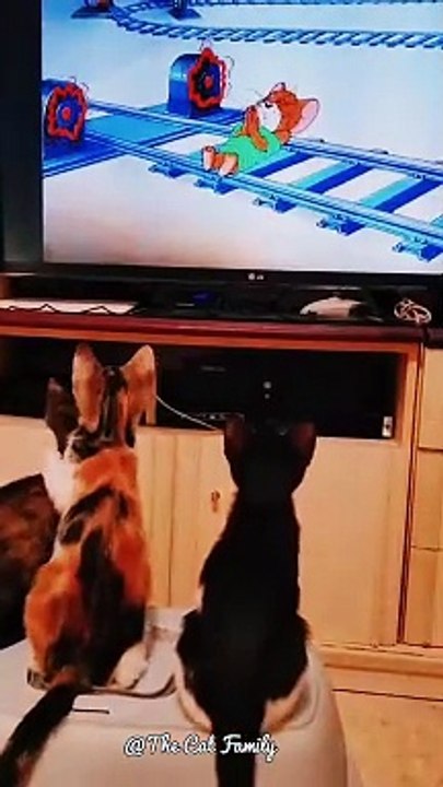 3 kitten watching their favourite cartoon | lovely cats | Cats Funny video