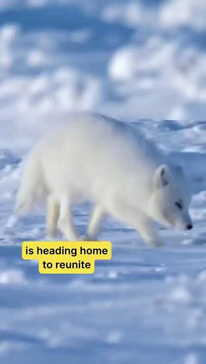 This male arctic fox has spent the winter away, and has returned to find his life long partner