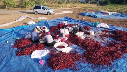 Maraş biberinde bu yılki üretim tamamlandı