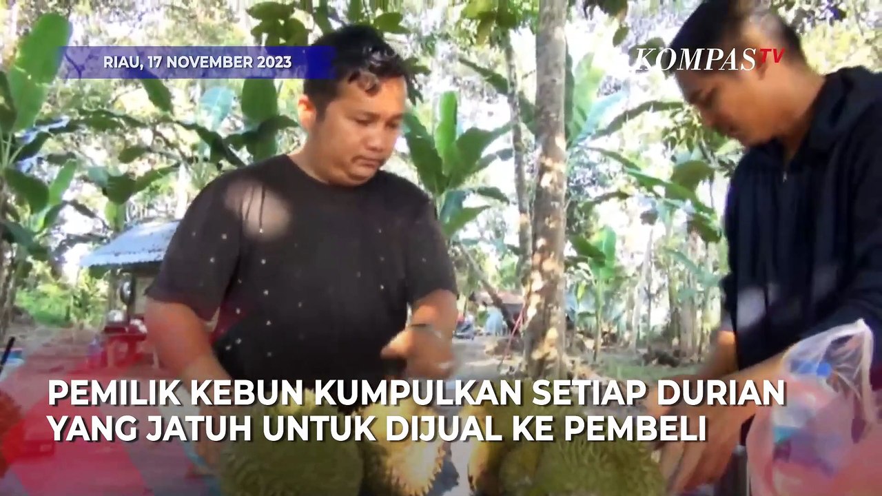 Menikmati Lezatnya Varian Durian Runtuh di Kabupaten Kampar