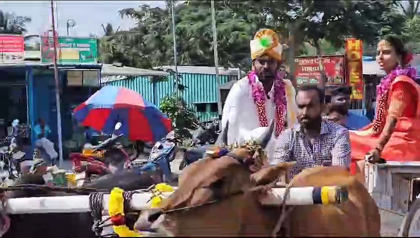 திருமணம் முடிந்த கையோடு சாட்டையை சுழற்றிய மணமக்கள்; மாட்டு வண்டியில் பயணித்து பரவசம்