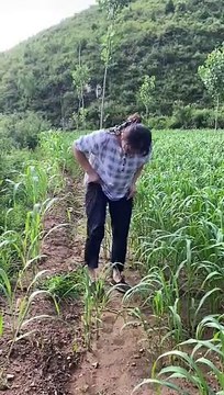 Today I went to the mountains and plucked some green leaves from there and after coming home, cooked them and made very tasty momos.